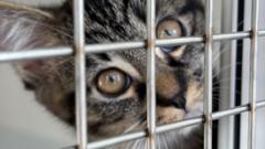 More cats abandoned 'due to rising costs' — Amsterdam Business news