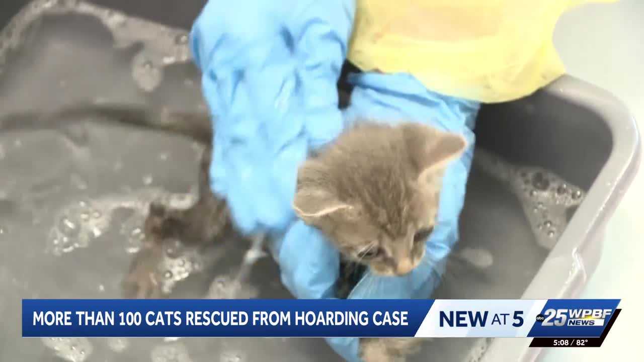 More than 100 cats rescued from hoarding situation in Port St. Lucie — WPBF West Palm Beach, Amsterdam Health news