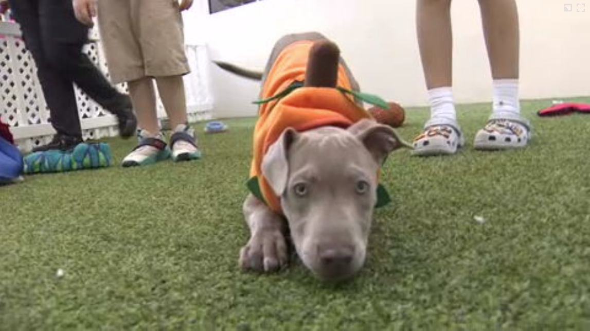 Count Barkula Halloween Festival connects families to shelter dogs in Dania Beach — WSVN 7 Broward, Amsterdam Arts news